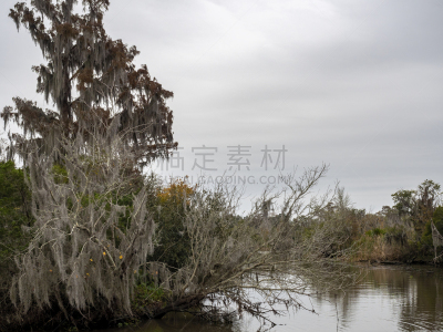 沼泽,居住区,树,生长