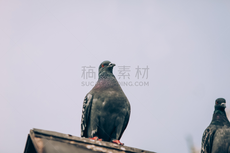 鸽子,城市,脊椎动物,动物,鸟类,人的眼睛,户外,看,自然,符号