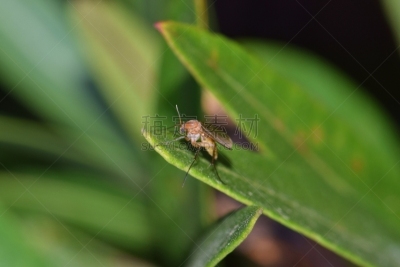 真菌蚋,夹竹桃,叶子,平衡折角灯,生物学,农业,自然界的状态,环境,野生动物,翅膀