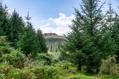 dartmoor,英国,德文郡,地衣,公园,枝繁叶茂,摩尔人风格,植物,瀑布,户外