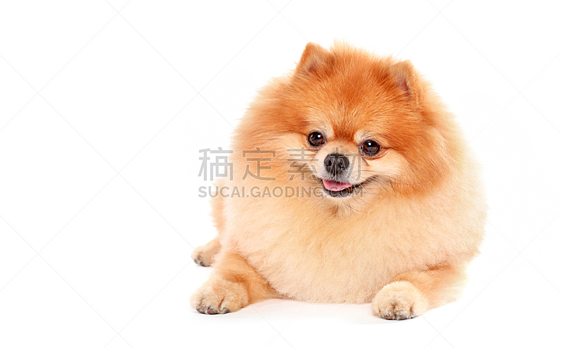 斯皮茨狗 可爱的 红色 纯种犬 背景分离 肖像 狗 哺乳纲 坐图片素材下载 稿定素材