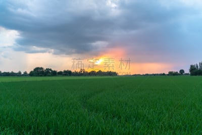 稻,田地,金色,在上面,蔬菜,食品,素攀武里府,米,云,泰国