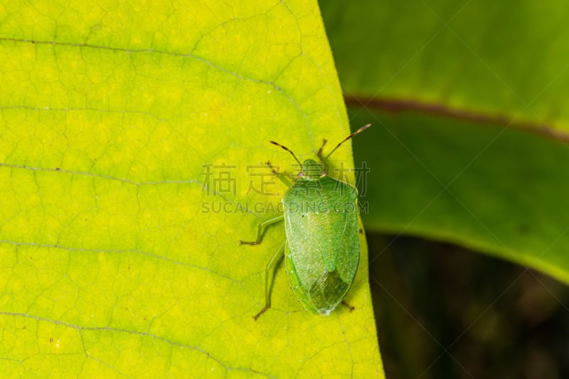 Green Shield Bug,叶子,伪装