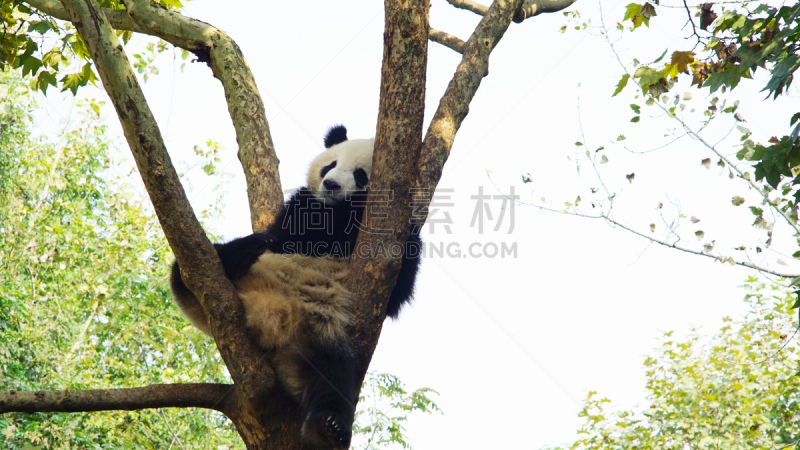 成都,熊猫,大熊猫,可爱的,濒危物种,野生动物,哺乳纲,生物,动物,中国