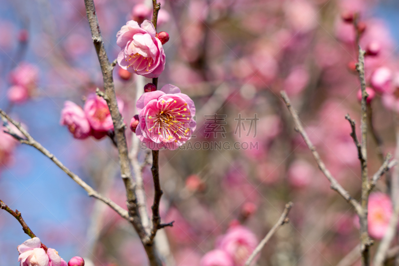 杏,日本,花朵,盐渍食品,春节,珊瑚色,梅子,春天,中国,李树