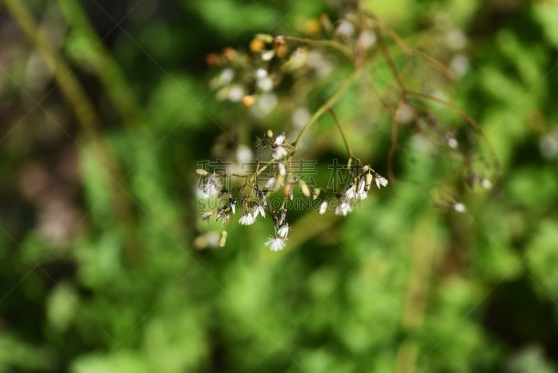 Hawks Beard,人造的,东方人,茶花