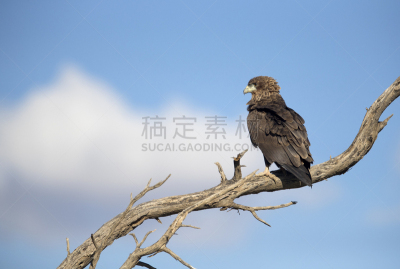 沙漠,干的,枝,短尾鹰,树