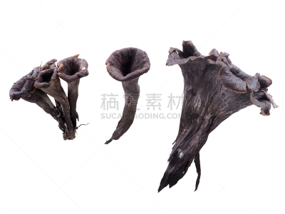 白色背景,食用菌,鸡油菌,黑喇叭菇,黑色,电子收费系统,丰收的羊角,分离着色,欧洲,自然