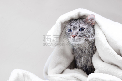 可爱的,湿,灰色,毛巾,动物眼睛,干净,猫,斑纹猫,有包装的,幽默