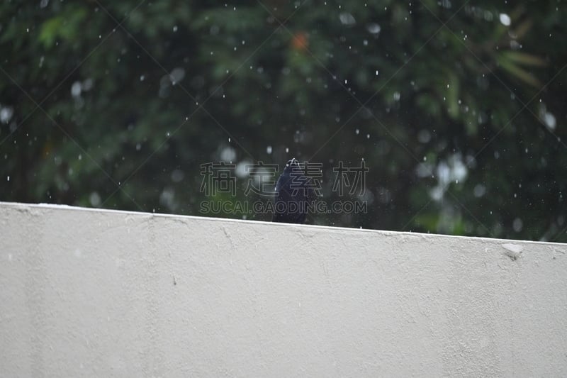 雨,鸟类