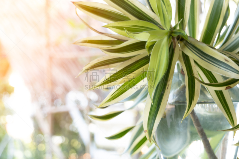 植物,室内,特写,布置