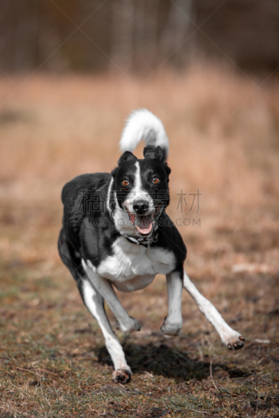 牧羊犬,跑