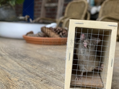 捕鼠器,新生活