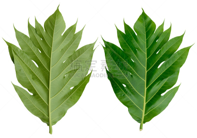 清新,叶子,面包果,分离着色,白色背景
