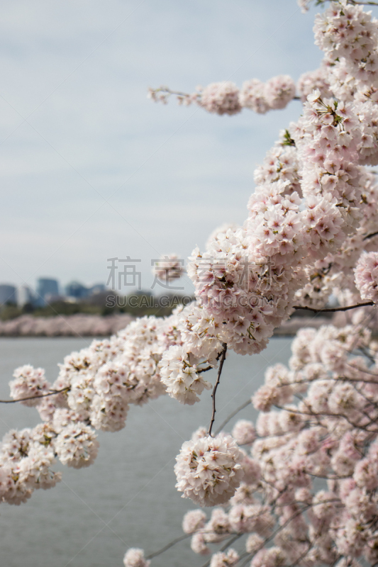 华盛顿特区,春天,花头,樱花节,国内著名景点,华盛顿纪念碑,彩色背景,水库,植物