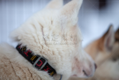 雪橇犬