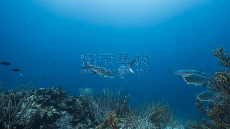 wide angel of coral reef at scuba dive around Curaçao /Netherlands Antilles with soft and hard coral in foreground and blue background