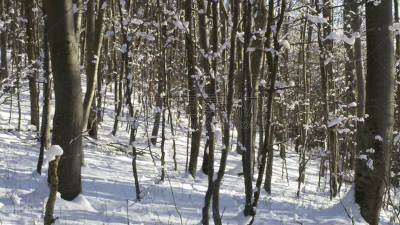 冬天,森林,雪山