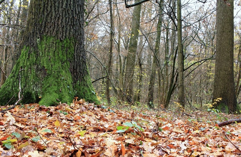 der Wald mit Laubbäumen