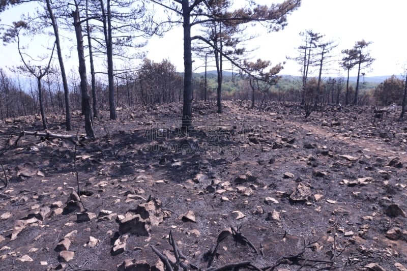 森林火灾,化石,气候,死的,希腊,草,死亡的植物,松树,树干,拆毁的