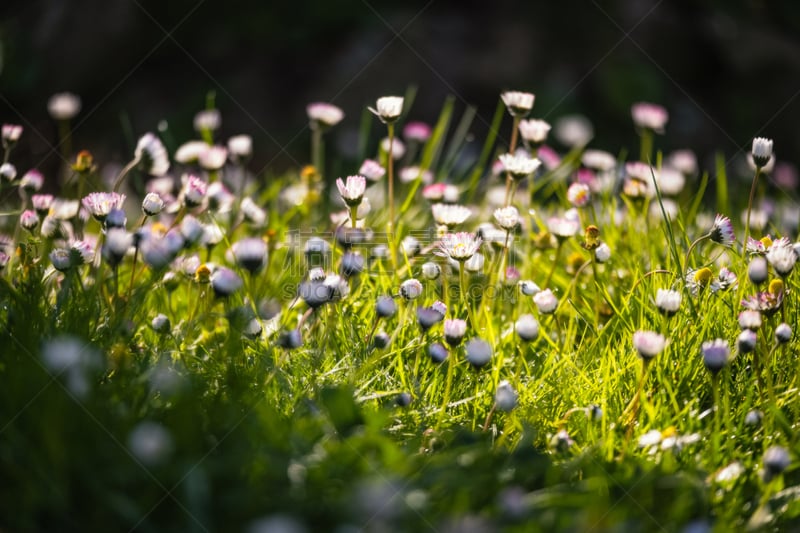 雏菊,园林,日光,早晨,鹭管鱼,草坪,高科西嘉,清新,法国,科西嘉