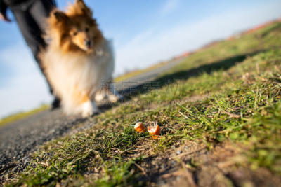 狗,前面,喜乐蒂牧羊犬,鱼饵
