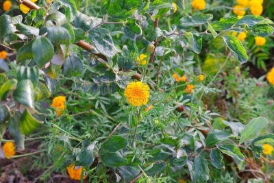 万寿菊,农场,花坛,花