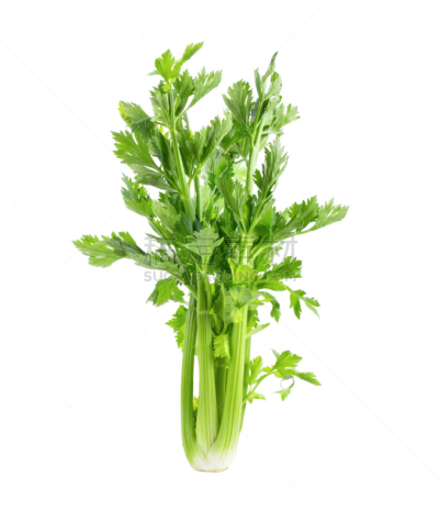 芹菜,清新,分离着色,白色背景,自然,有机食品,蔬菜,烹调