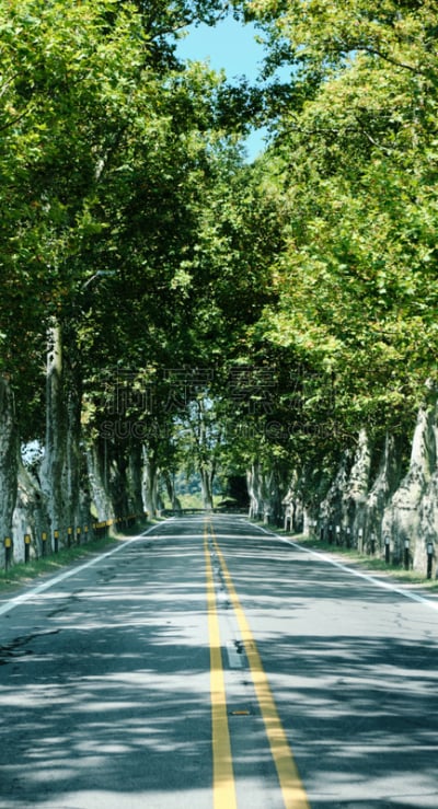 隧道,路,通勤者,植物群,与众不同,接力赛,树