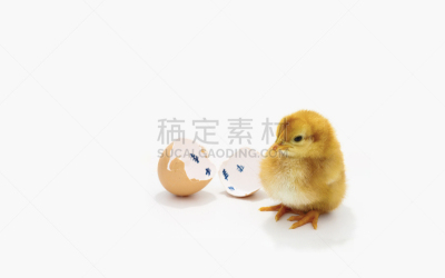 小的,黄色,卵,鸡,新生动物,农业,可爱的,复活节,站,挨着