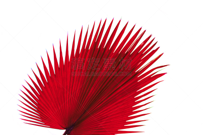 式样,蕨类,自然,红色,纹理,远古的,背景,材料,摄影