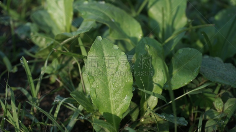 灌木,野生植物,园林,清新,泰国,仅一朵花,公园,枝繁叶茂,草,色彩鲜艳