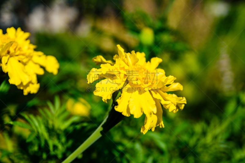 万寿菊,黄色,非洲,花坛,非洲万寿菊,阿兹特克文明,法国,公园,头,植物