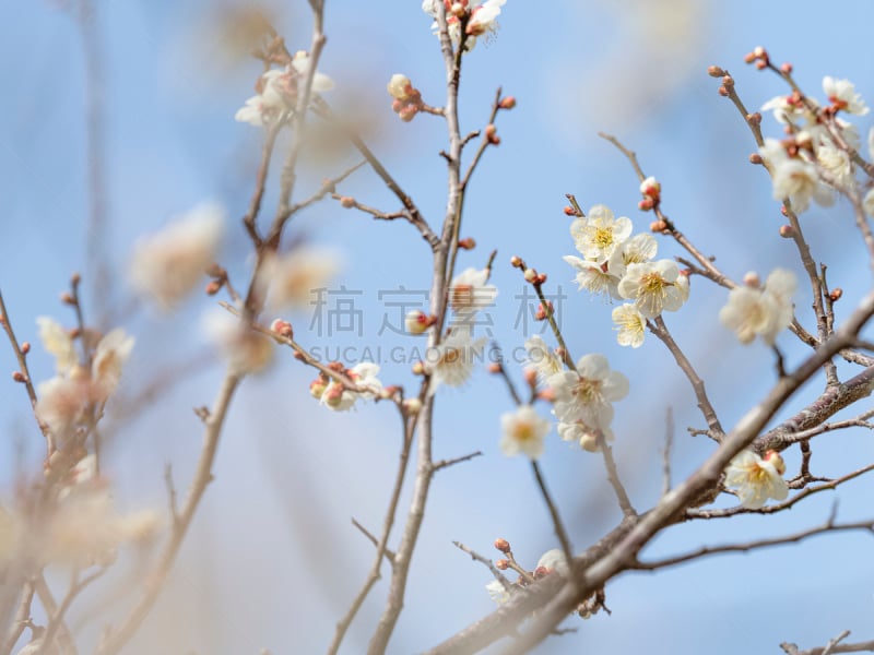 梅花,仅一朵花,自然美,梅子,春天,深红色海葵,花的组成部分,植物,天空,日本