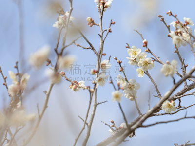 梅花,仅一朵花,自然美,梅子,春天,深红色海葵,花的组成部分,植物,天空,日本