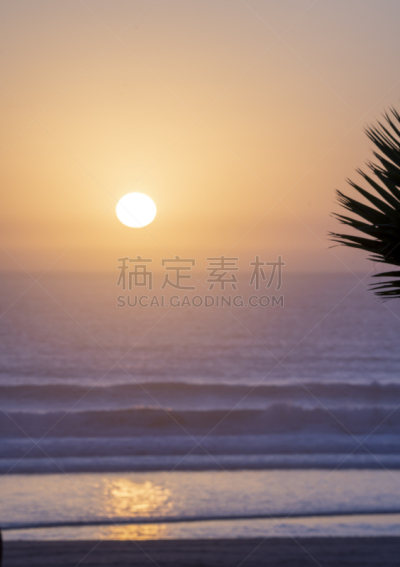 棕榈树