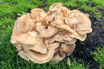 拥挤的,柔和色,双孢蘑菇,平原,蘑菇的结构,十月,药,公园,草,植物