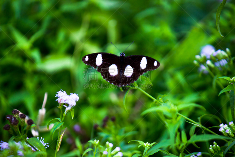 蝴蝶,可爱的,王冠,清新,彩色背景,热带气候,野生动物,Butterfly Garden,鳞翅类,蝴蝶花