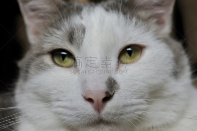 John The Baptist,特写,可爱的,肖像,哺乳纲,猫科动物,一只动物,动物,动物眼睛,纯种猫