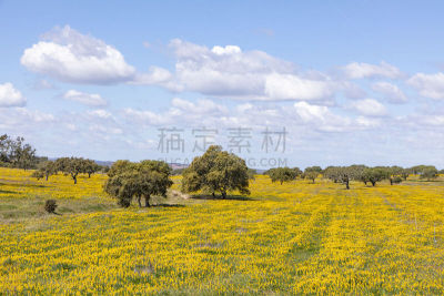 田地,阿尔加威,Cork Tree,葡萄牙,油橄榄树,地形,色彩鲜艳,海岸线,靠近,树