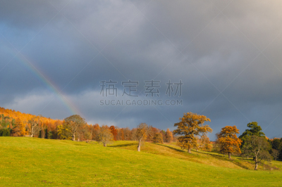 地形,绵羊,彩虹,苏格兰,松树,草地,苏格兰高地,橡树,冬天,在上面