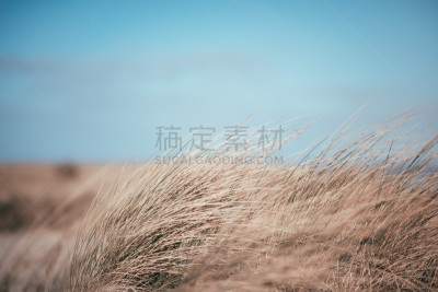 海滩,海洋,威廉港
