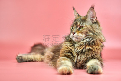 留白,缅因库恩猫,玳瑁猫,可爱的,纯种犬,外套,肖像,猫科动物,缅因州,爱