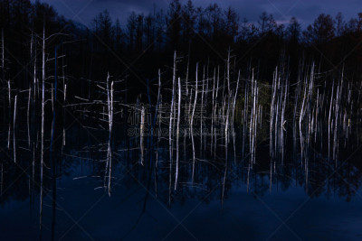 湖,室内过夜,美瑛町,照明设备,雪,水面,池塘,烙心蓝池,背景,秃树