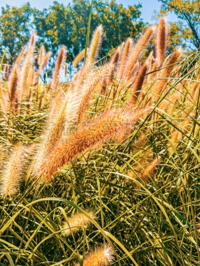 自然,野花,喷泉草,自然美,背景,热带气候,黄昏,复古风格,日落