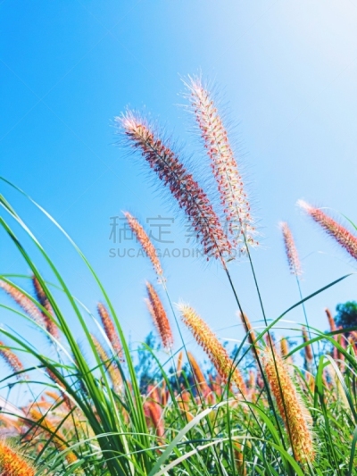 自然,野花,喷泉草,自然美,背景,热带气候,黄昏,复古风格,日落