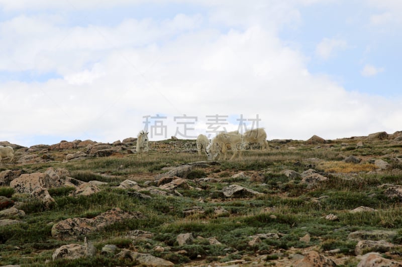 野生白山羊,科罗拉多州,动物主题,野生动物,埃文斯山荒野地,雪,哺乳纲,草,自然美,山羊