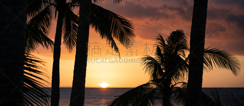 日落时分,选择对焦,海滩,菲律宾,椰子树,岛,长滩岛,非凡的,风景,剪影