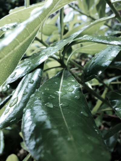 雨滴,海桐花,叶子