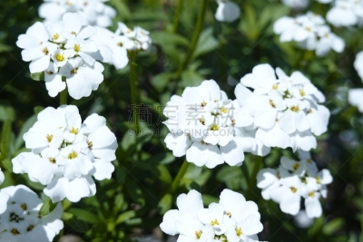 白烛葵,自然,清新,鲜花盛开,图像,常绿白烛葵,花朵,自然美,花瓣,春天